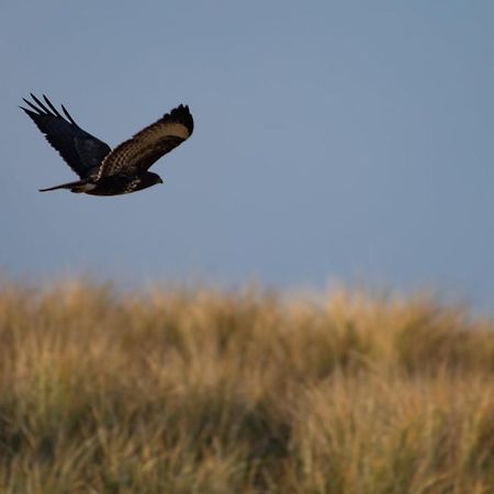 Appartement Seabird Zandvoort Eksteriør bilde
